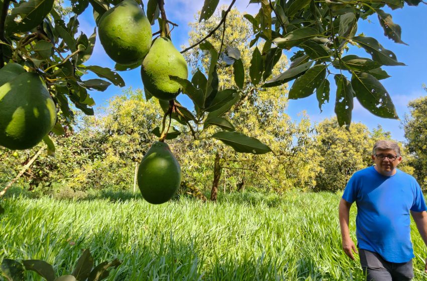  Agroindústria familiar de São Sebastião do Paraíso investe em linha de produtos derivados do abacate