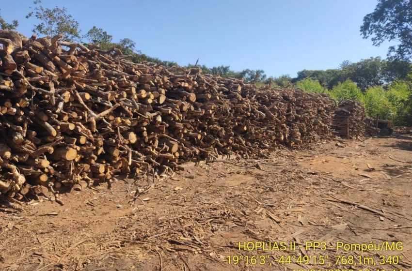 A cada hora, uma fiscalização contra o desmatamento ilegal é feita em Minas Gerais 