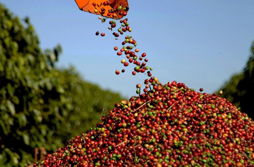  illycaffè lança Arabica Selection Brasile Cerrado Mineiro, primeiro café de agricultura regenerativa do país
