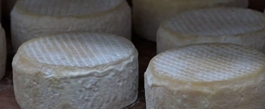  Investimento do Governo em pesquisas valoriza o queijo mineiro, garante qualidade e melhora a renda das famílias
