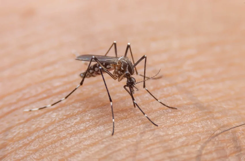  Boletim Epidemiológico de Monitoramento dos casos de Dengue, Chikungunya e Zika (29/1)