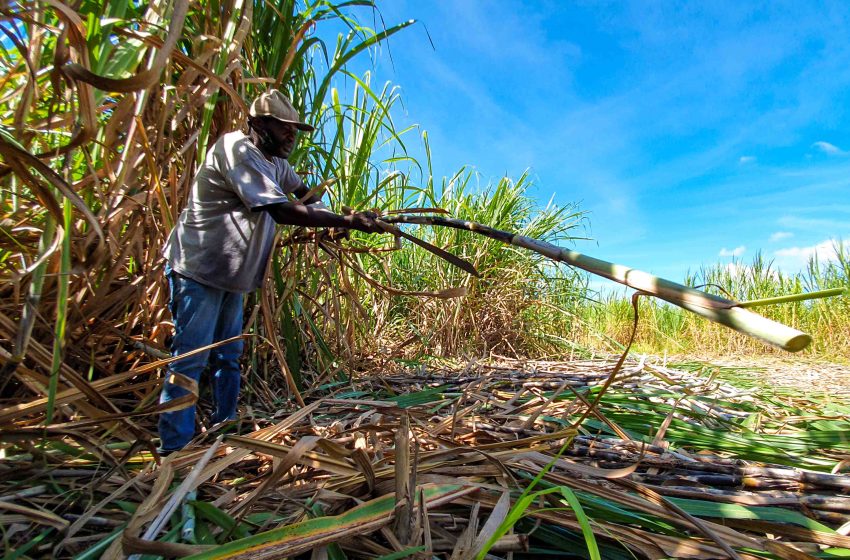  Cana-de-açúcar impulsiona empregos no agronegócio mineiro em 2023