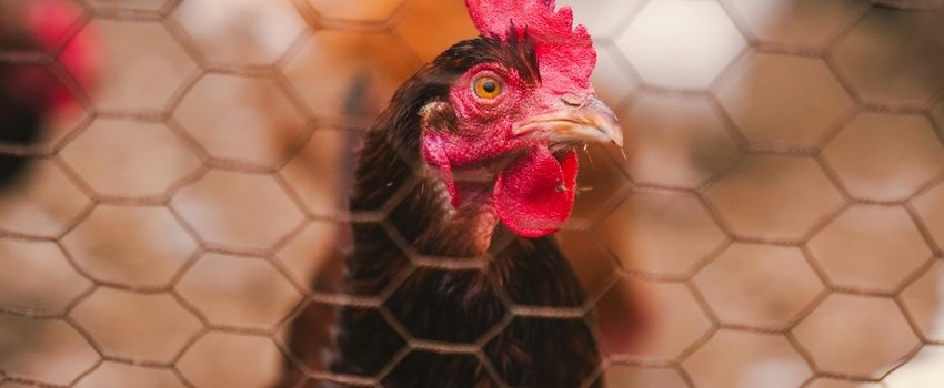  Produção avícola nacional é testada para garantir ausência de doenças