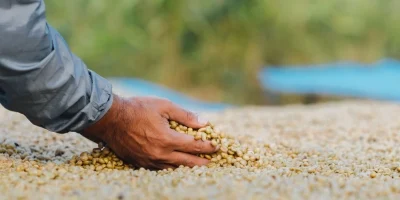 Aumenta o número de cafeicultores do Cerrado Mineiro com selo de agricultura regenerativa