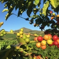 Jornada: ‘O mercado e o café carbono neutro’ reúne especialistas da cafeicultura, no Cerrado Mineiro