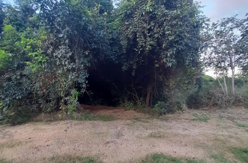Parque Municipal Santuário dos Buritis: um paraíso no coração de Paracatu