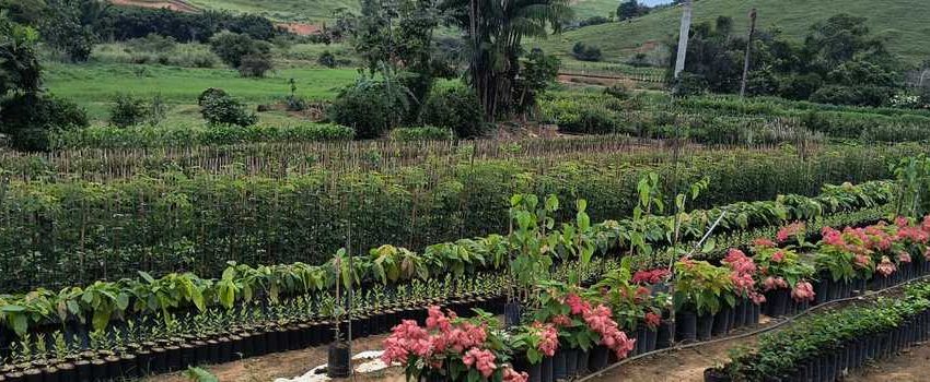 Emater-MG lança catálogo com viveiristas do munícipio de Dona Euzébia, referência em produção de mudas
