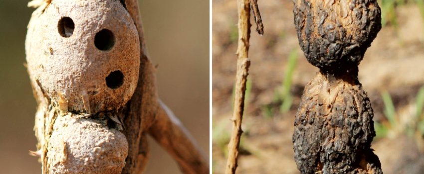 Pesquisa com colaboração da Unimontes sobre insetos e fogo no Cerrado ganha repercussão internacional