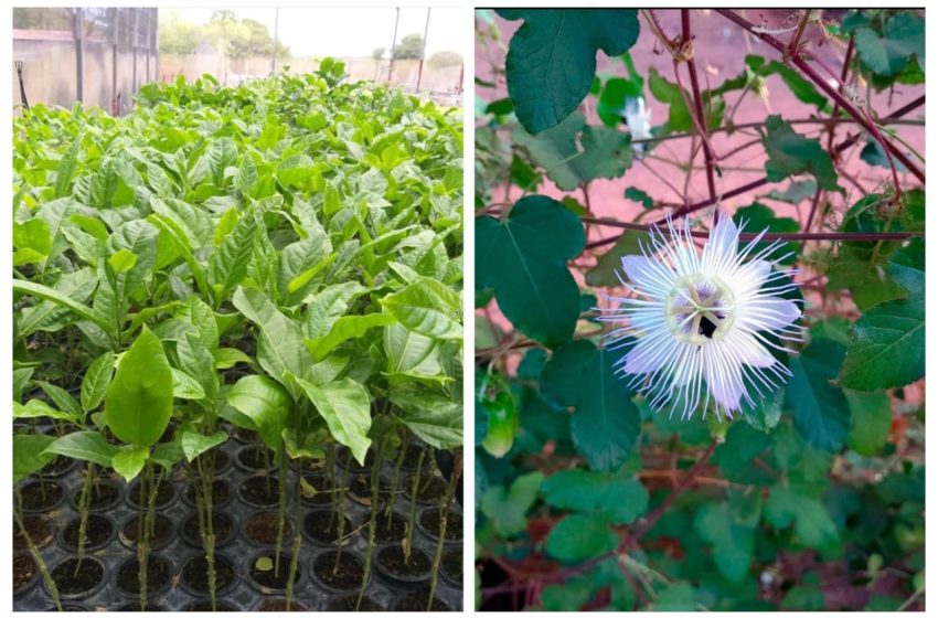 Embrapa e Ufersa disponibilizam cultivar de porta-enxerto de maracujá resistente à fusariose