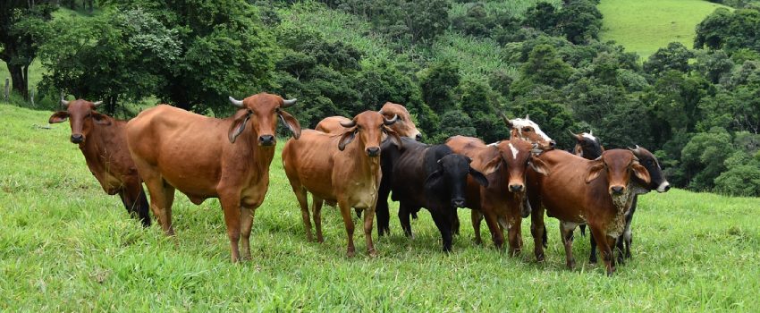 Governo de Minas convoca produtores rurais para atualizarem os dados de animais até 30/6