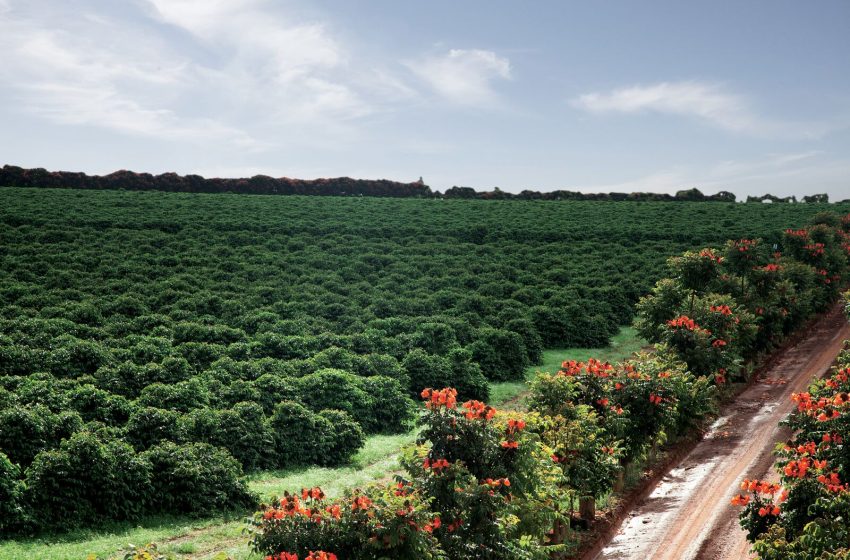 Região do Cerrado Mineiro é destaque na 8ª edição do Connection Terroirs do Brasil