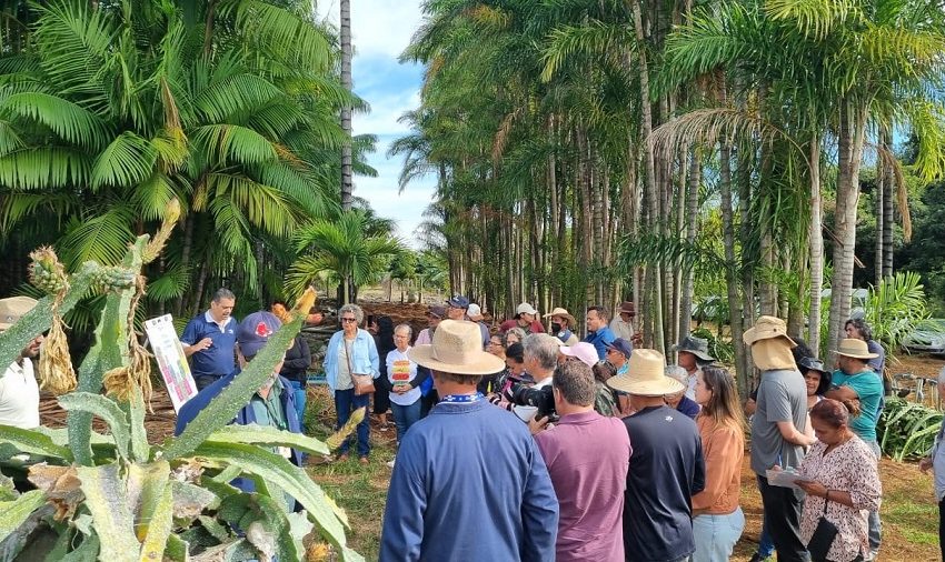 Tecnologia e boas práticas impulsionam cultivo da pitaya no DF