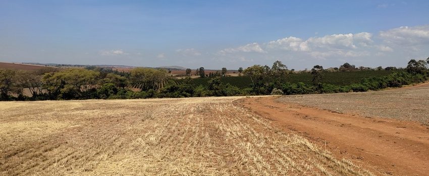 Produtores de soja têm até 31/7 para declarar conformidade com o vazio sanitário em Minas Gerais