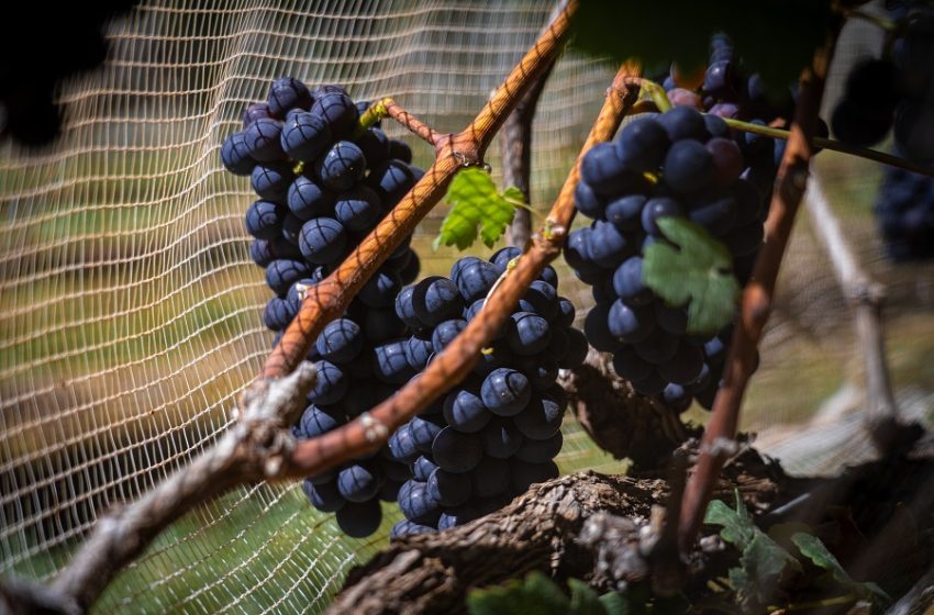  Vinhos de inverno no Cerrado: o DF como nova fronteira da vitivinicultura nacional