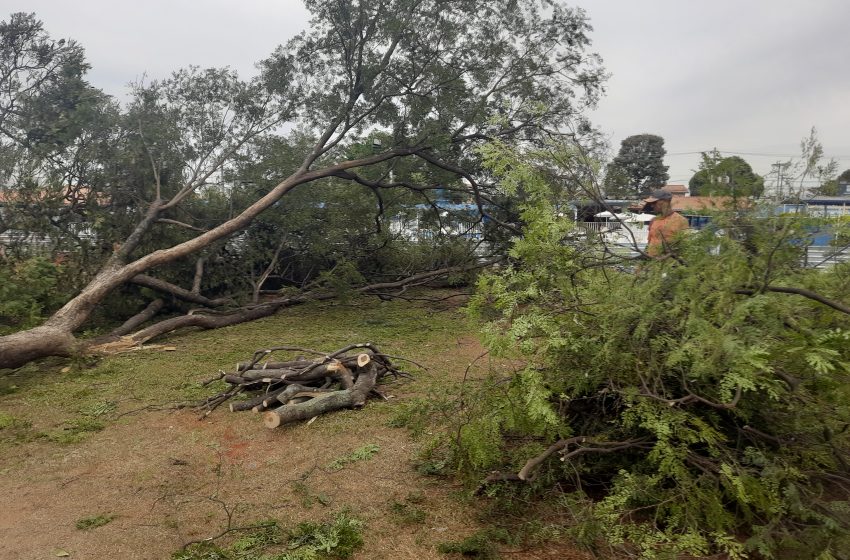 Motosserras avançam e Jóquei Clube entra para a lista do desmatamento urbano