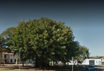 Quando uma árvore cai, a cidade perde um pedaço de si