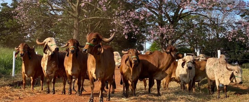  Capacitação gratuita do BDMG em agricultura regenerativa para pecuária bovina e pastagens tem início com 840 inscritos