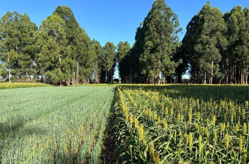  Artigo – A importância das árvores nos sistemas de produção agropecuários