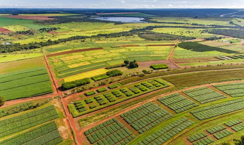 Artigo – Dia da agricultura: como a pesquisa científica transformou o Cerrado em referência mundial de produtividade e sustentabilidade