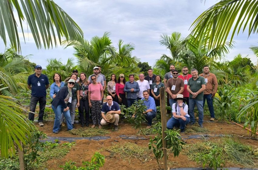  Pesquisa e capacitação buscam impulsionar o cultivo sustentável de açaí irrigado no Cerrado