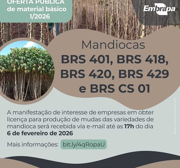  Embrapa lança edital para licenciamento de produtores de mudas de mandioca