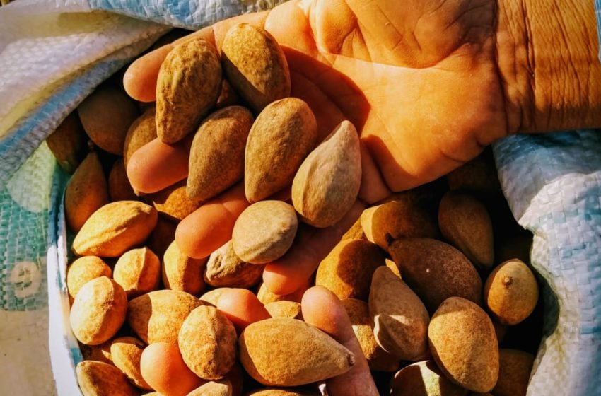  Castanha de Baru será apresentada na maior feira de produtos orgânicos da Europa