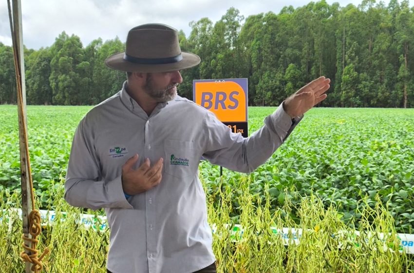  Embrapa apresenta variedades de soja de alto rendimento no Dia de Campo da Competição de Cultivares