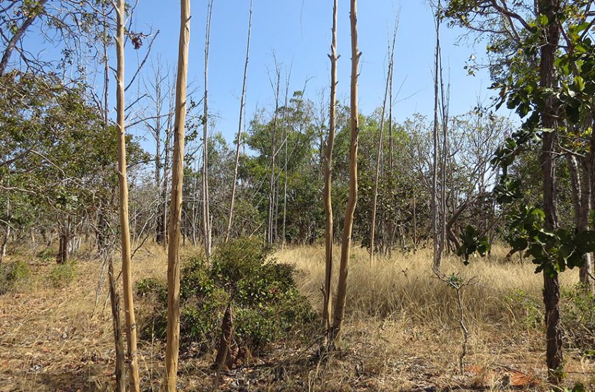  Inteligência artificial e satélites mapeiam terras agrícolas abandonadas no Cerrado