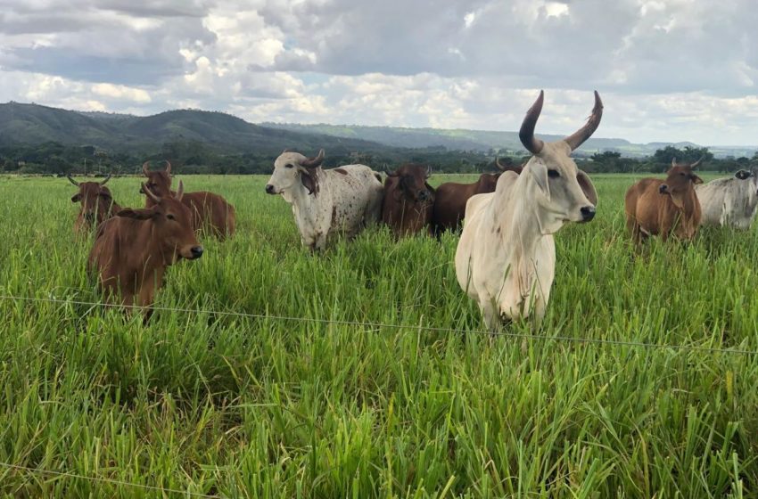  Prova Brasileira de Produção de Leite a Pasto do Zebu Leiteiro realiza premiação no CTZL