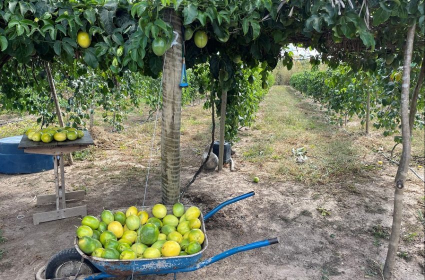  Artigo: Impactos positivos do projeto “Fruticultura irrigada do Vão do Paranã” ganham repercussão nacional