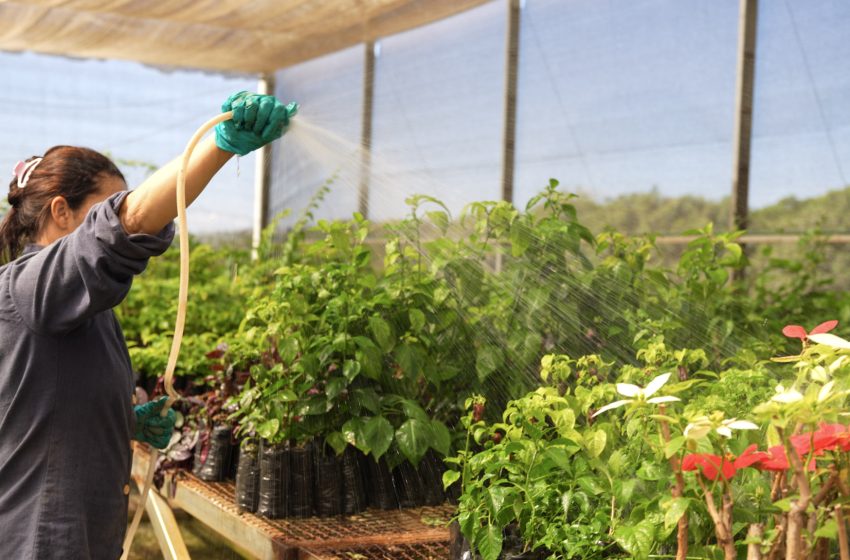  Kinross inicia rastreamento digital de 10 mil mudas usadas na recuperação ambiental, em parceria com startup da Amazônia