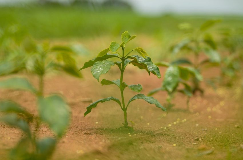  Região do Cerrado Mineiro promove plantio de árvores nativas com crianças em celebração ao Dia do Cerrado