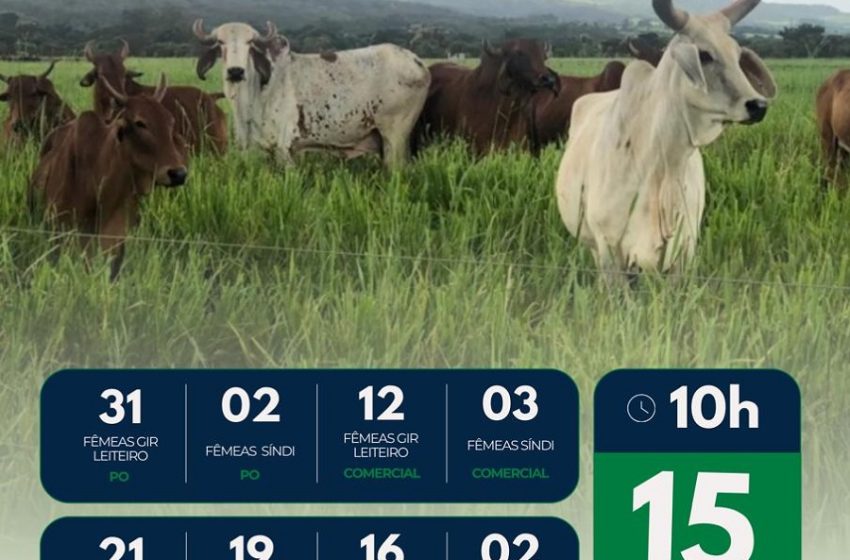  Bovinos leiteiros da Embrapa Cerrados são ofertados em leilão on-line na próxima terça (15)