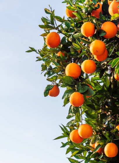  Conab reoferta apoio ao escoamento da laranja nesta quinta-feira (17)