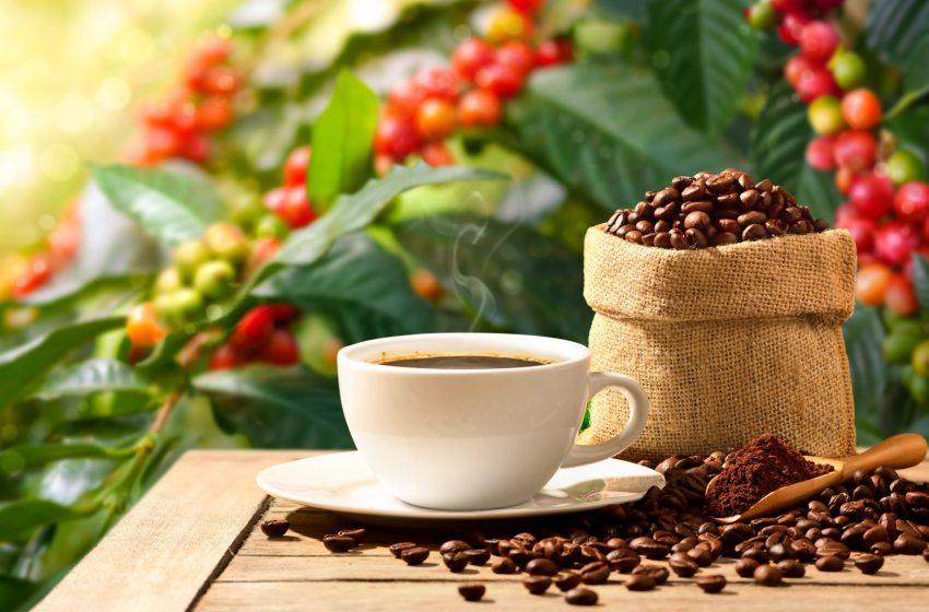  El Niño reforça a importância de proteger a planta: tecnologia de proteção solar da Synkka busca conforto para o cafeeiro e rentabilidade para o produtor